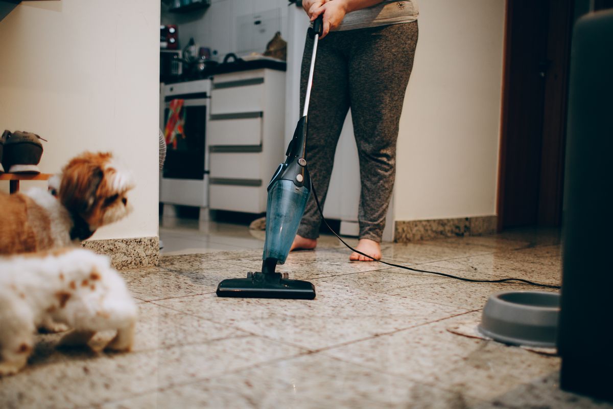 A family dog watching while the kitchen floor gets vacuumed